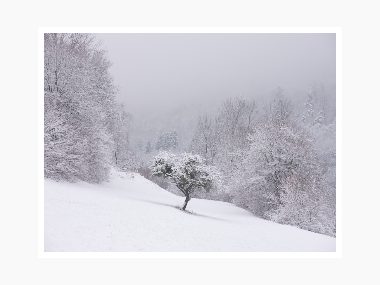 Max Schiefele Alle Bilder  DSF4703